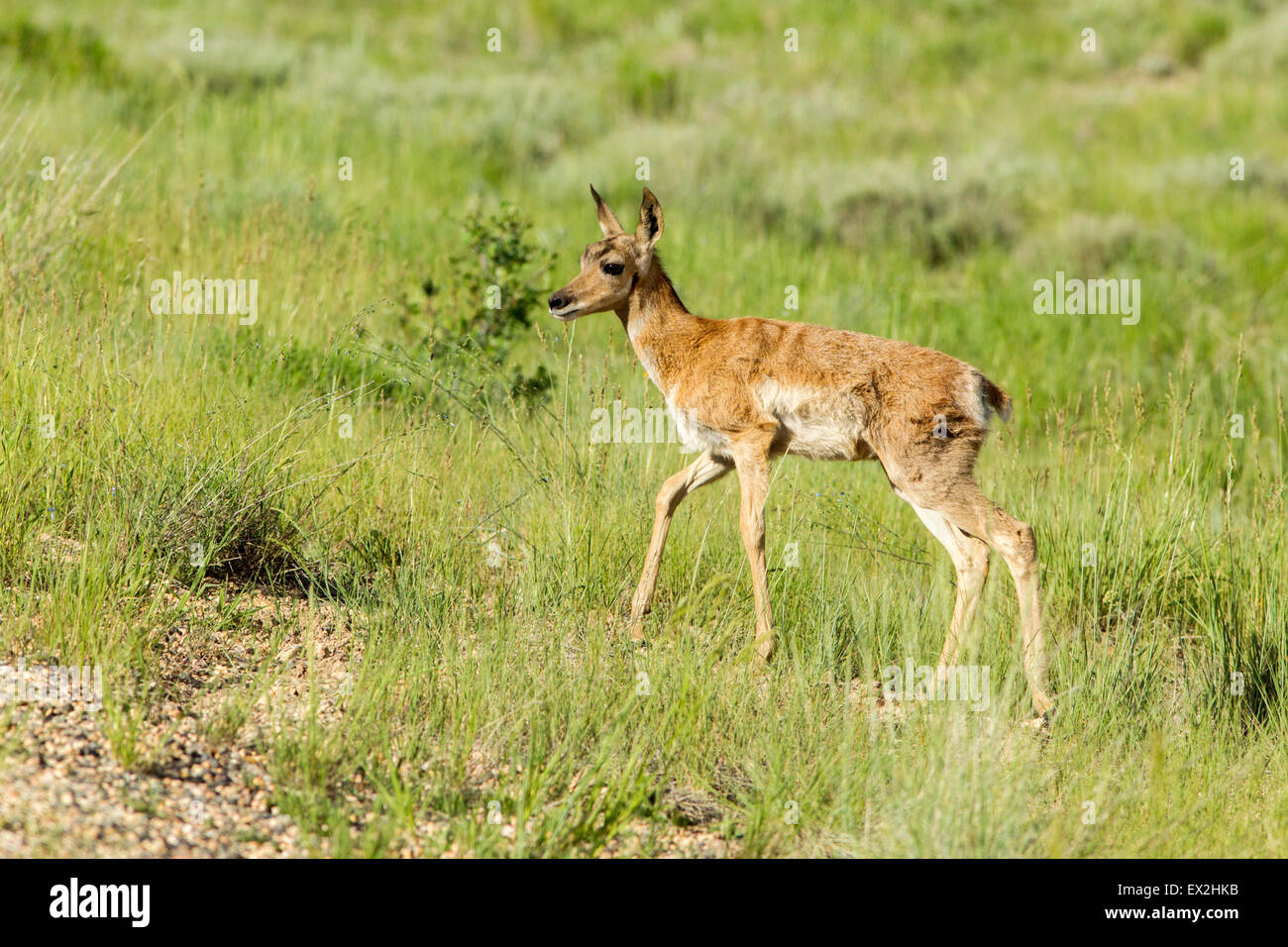 Gabelbock Antilocapra Americana Bryce Canyon National Park, Garfield County, Utah, USA 25 Juni unreifen A Stockfoto