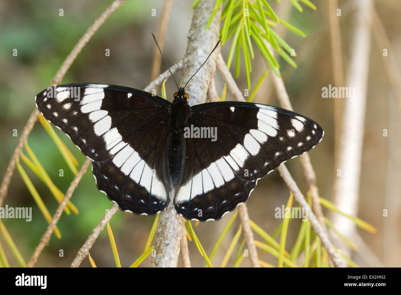 Weidemeyer des Admirals Limenitis Weidemeyerii südlich von Tropic Reservoir, Kane County, Utah, USA 26 Juni Erwachsene Stockfoto