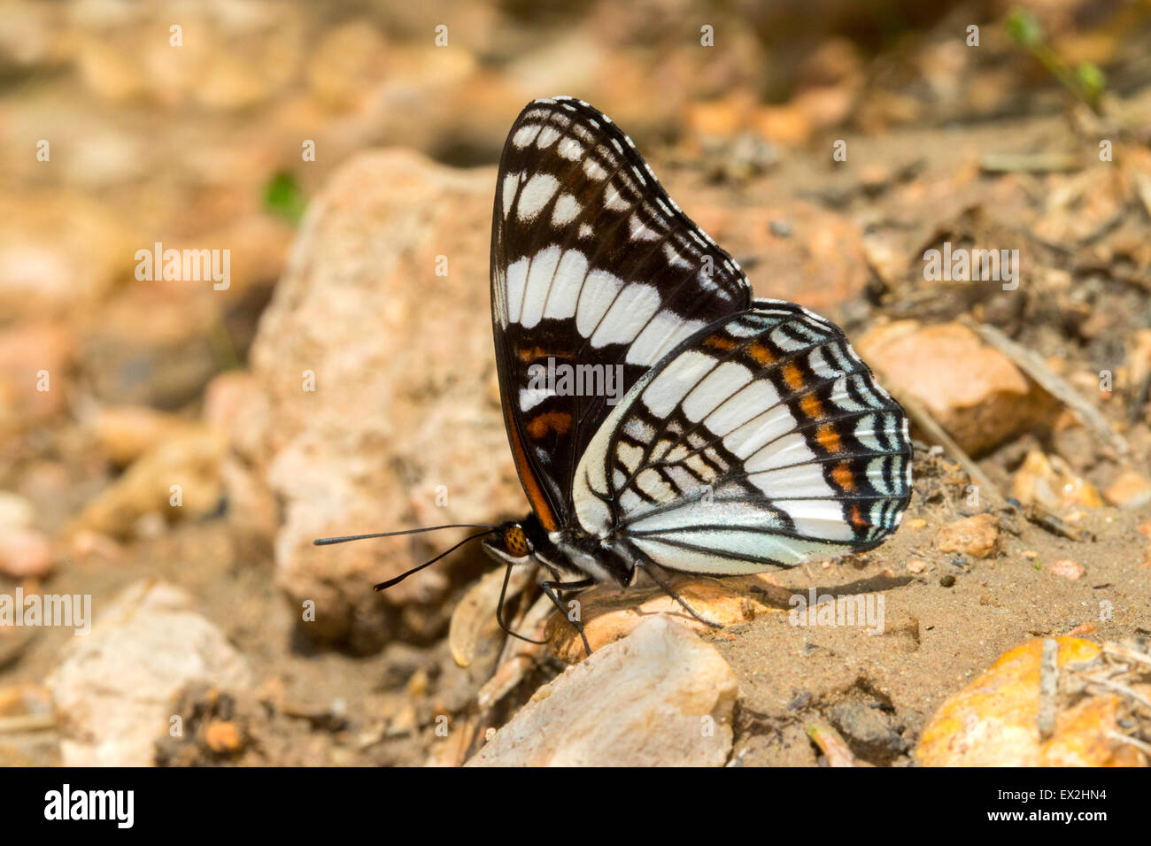Weidemeyer des Admirals Limenitis Weidemeyerii südlich von Tropic Reservoir, Kane County, Utah, USA 26 Juni Erwachsene Stockfoto