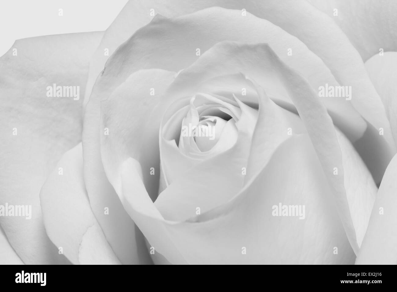 Schöner Hintergrund der schwarzen und weißen Rosen in der Makro-Skala Stockfoto