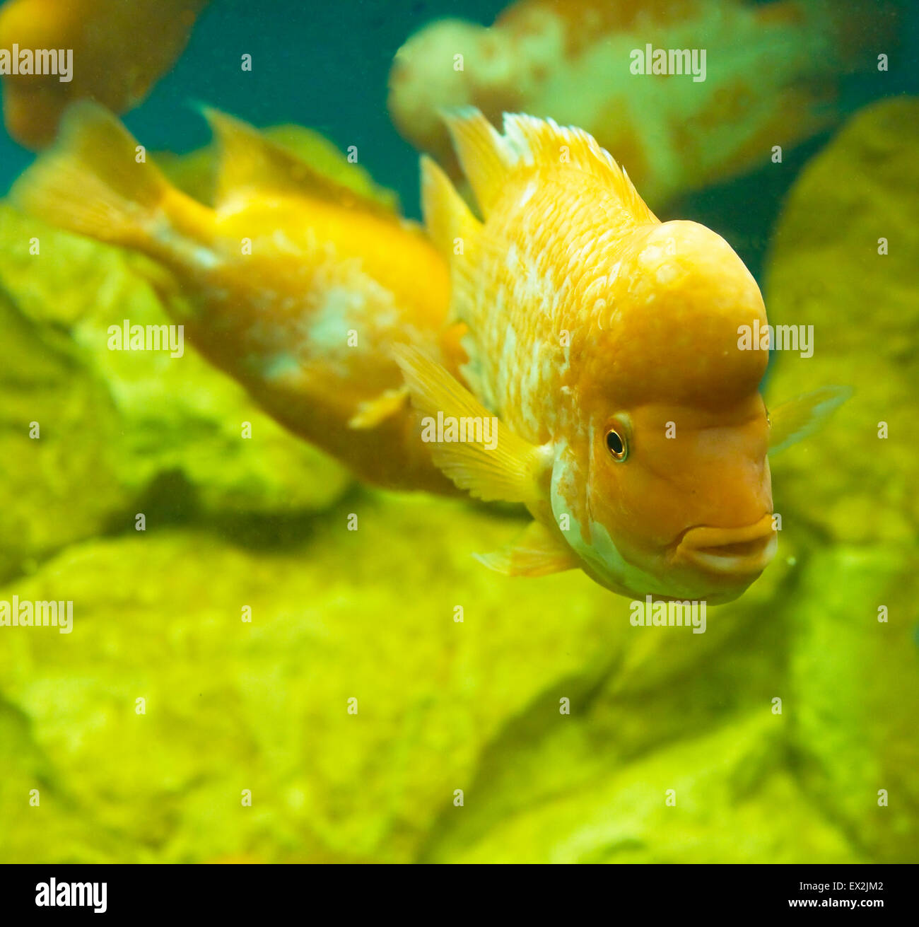 Tropische Fische Zitronen Buntbarsch (lateinische Namen Cichlasoma Citrinellum, Amphilophus Citrinellus, Herichthys Citrinellus, Cichlasoma ba Stockfoto