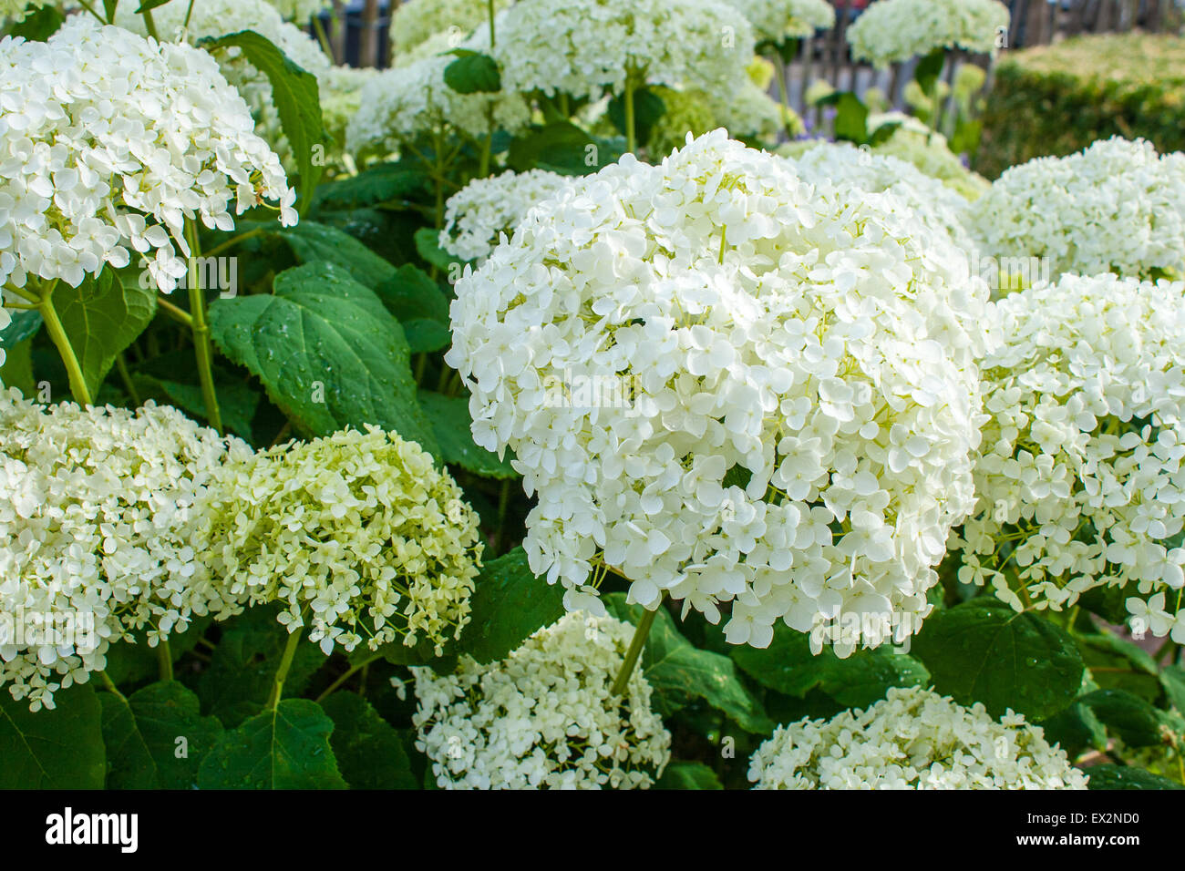 Hydrangea Arborescens Annabelle weißen Kugeln Sommerblumen Stockfoto