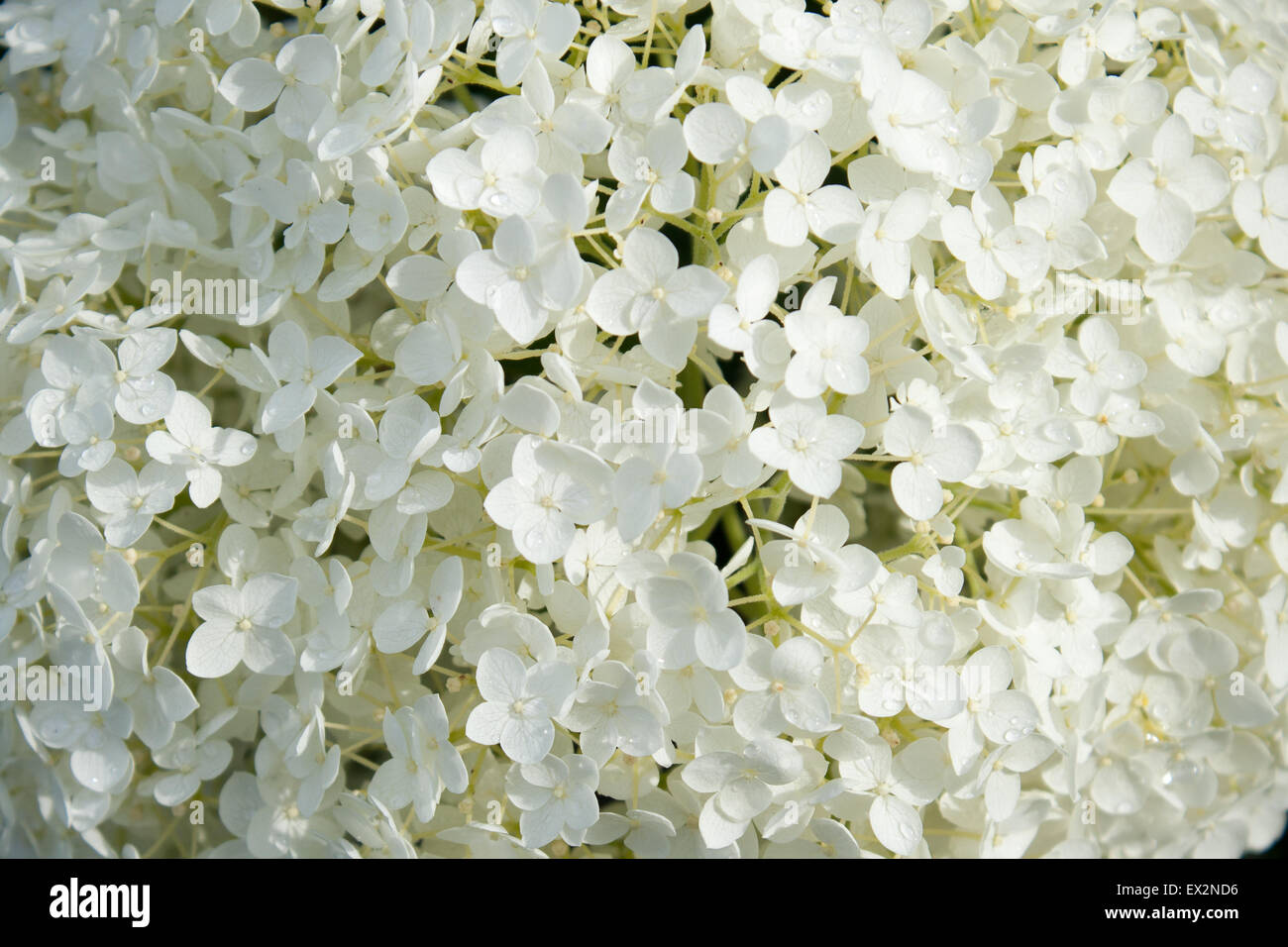 Hydrangea Arborescens Annabelle weißen Kugeln Sommerblumen Stockfoto