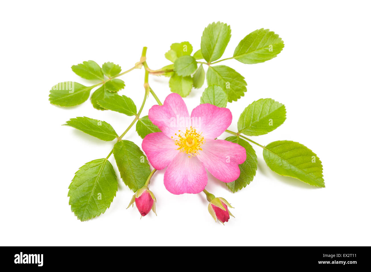 Hundsrose Zweig isoliert auf weiss Stockfoto