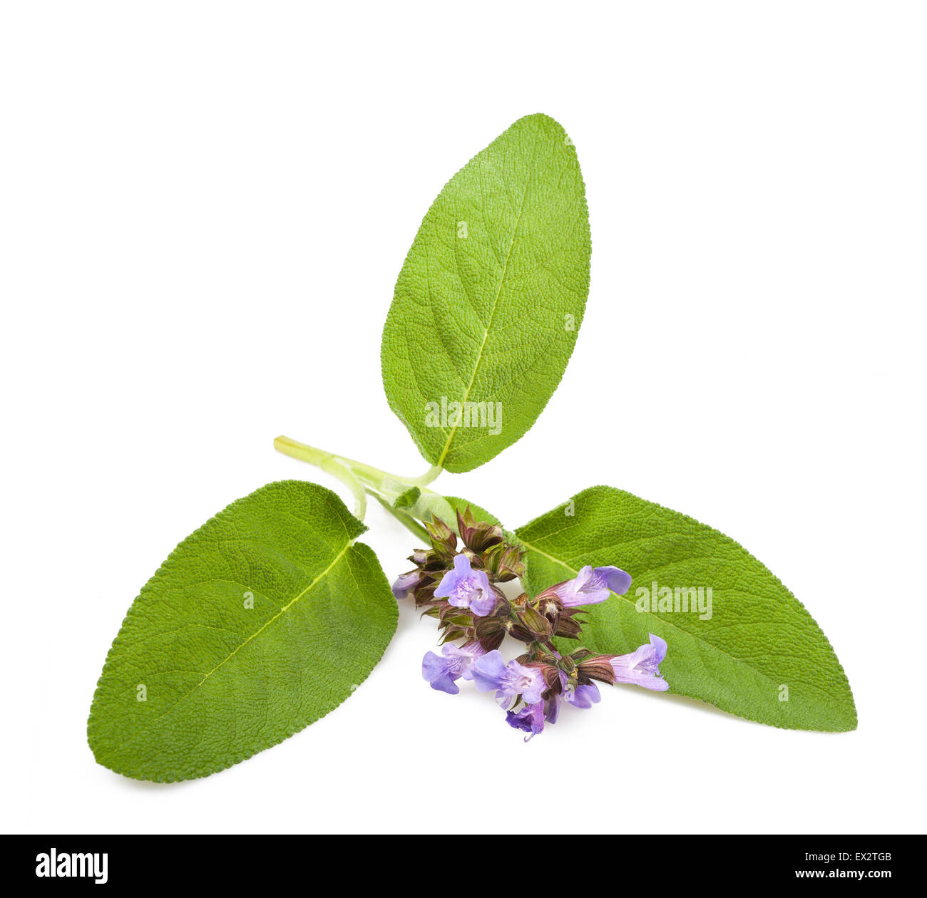 Salbei Blüten isoliert auf weißem Hintergrund Stockfoto