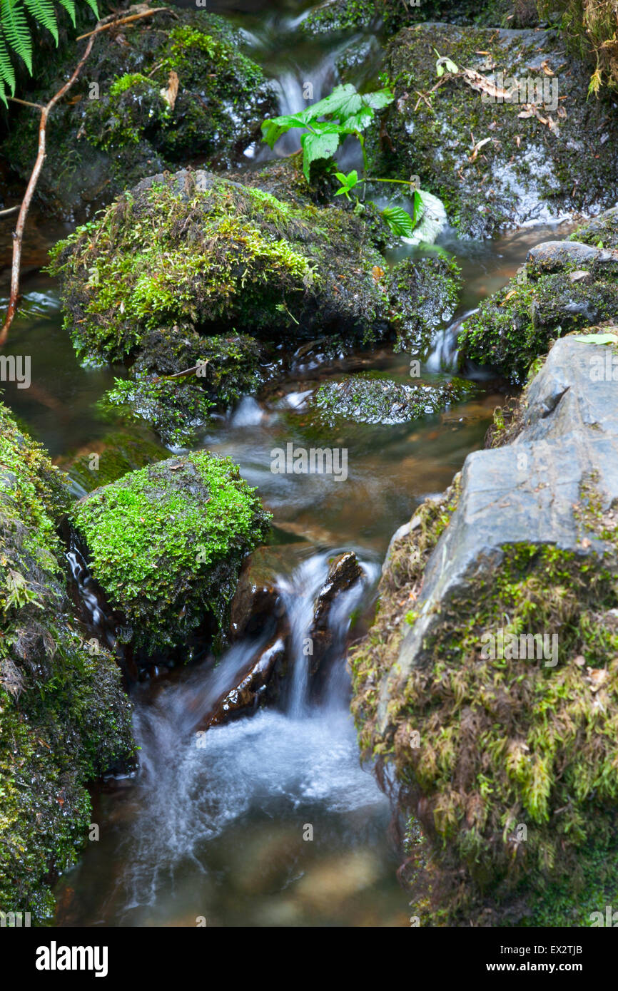 Kleiner Bach Wasser Rauschen über Felsen am Canonteign Falls, Dartmoor