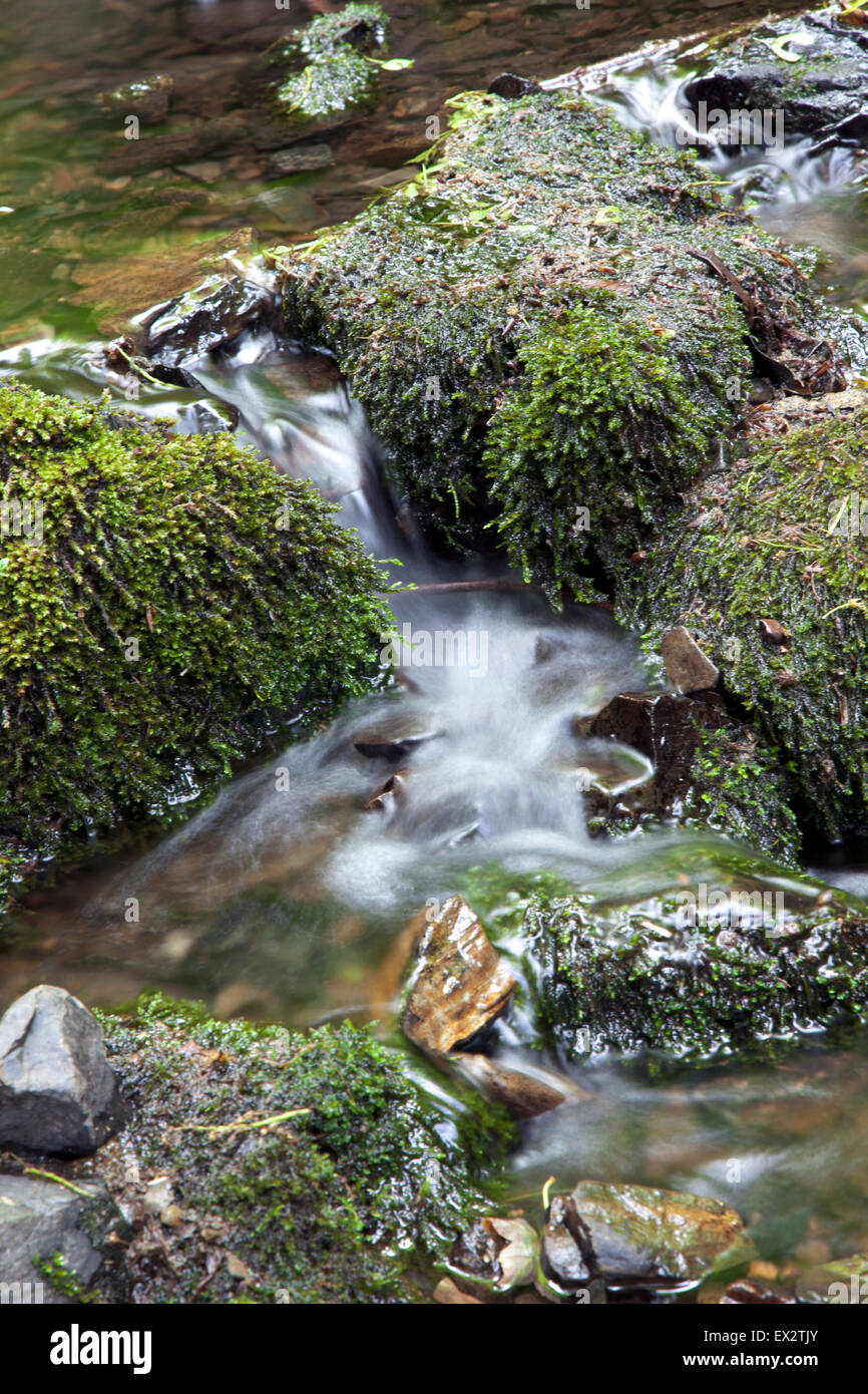 Kleiner Bach Wasser Rauschen über Felsen am Canonteign Falls, Dartmoor National Park, England (ein Englands höchste Wasserfälle) Stockfoto