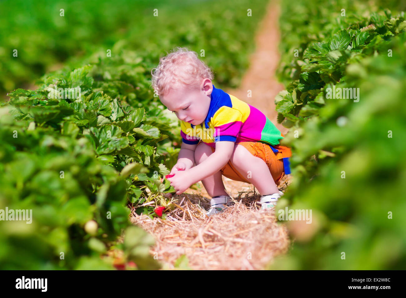 Kinder pflücken Erdbeeren. Kinder wählen Sie frisches Obst auf Erdbeer Biobauernhof. Kinder im Garten und Ernte. Stockfoto