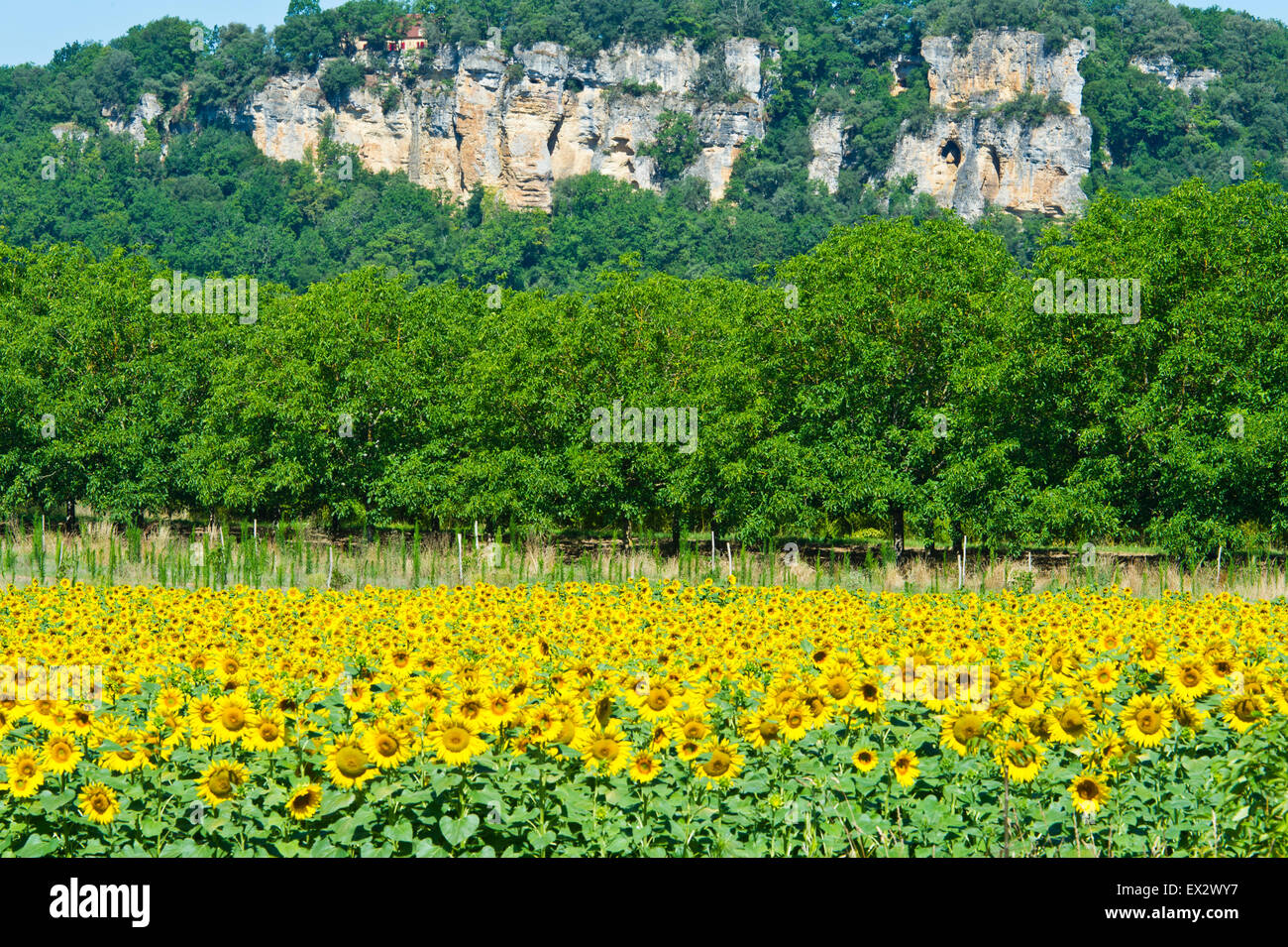 Sonnenblumen, Dordogne, Aquitaine, Frankreich Stockfoto