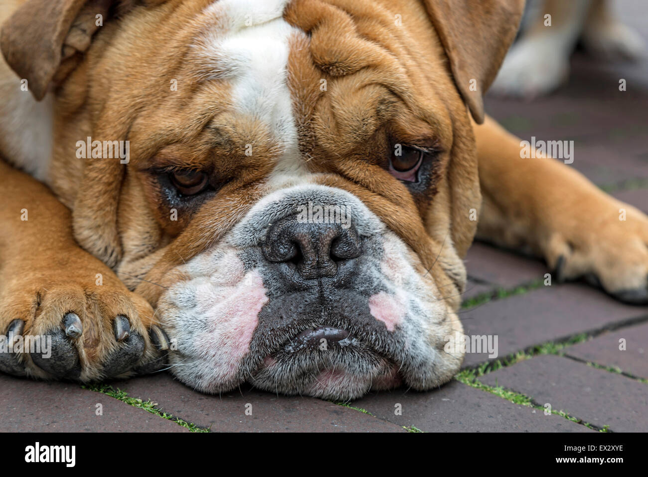 Ein langweilig aussehende englische Bulldogge, einen männlichen reinrassigen (2 Jahre alt) mit dem "Seil" über der Nase und eine ausgeprägte Unterbiß. Stockfoto