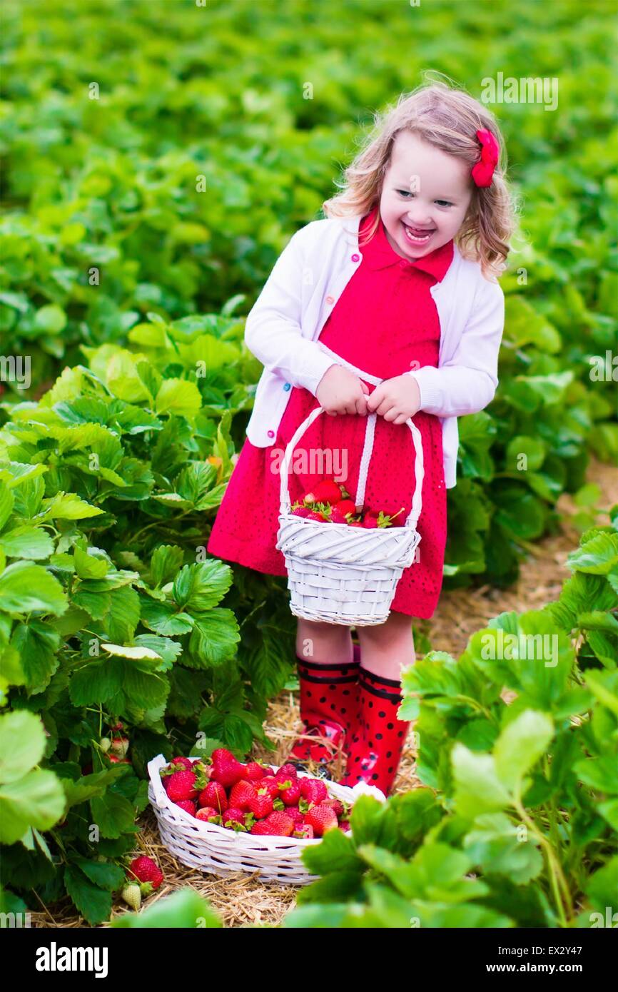 Kinder pflücken Erdbeeren. Kinder wählen Sie frisches Obst auf Erdbeer Biobauernhof. Kinder im Garten und Ernte. Stockfoto