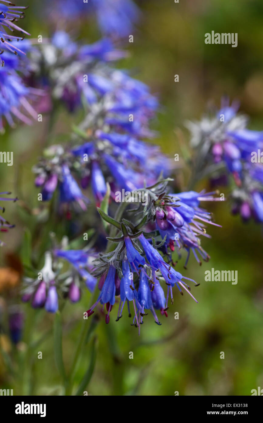 Blaue Blüten öffnen aus rosa Knospen während Mittsommer Entfaltung der immergrüne Kleinstrauch, Moltkia petraea Stockfotografie