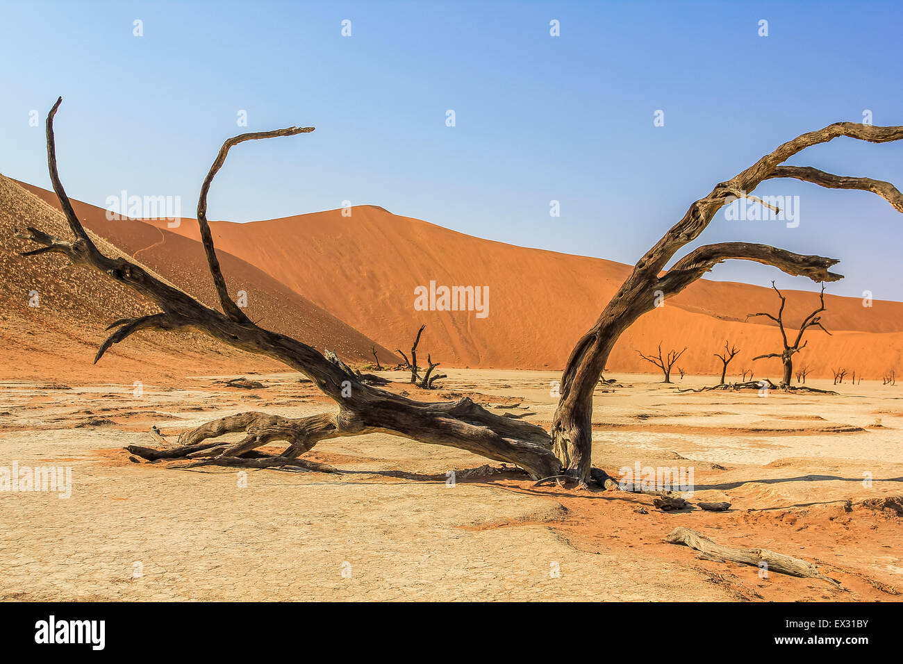 Deadvlei oder Dead Vlei, eine Depression zeichnet sich durch eine Schicht aus weißem Sand befindet sich ca. 2 km auf der Straße von Sossusvlei. Namib-Na Stockfoto