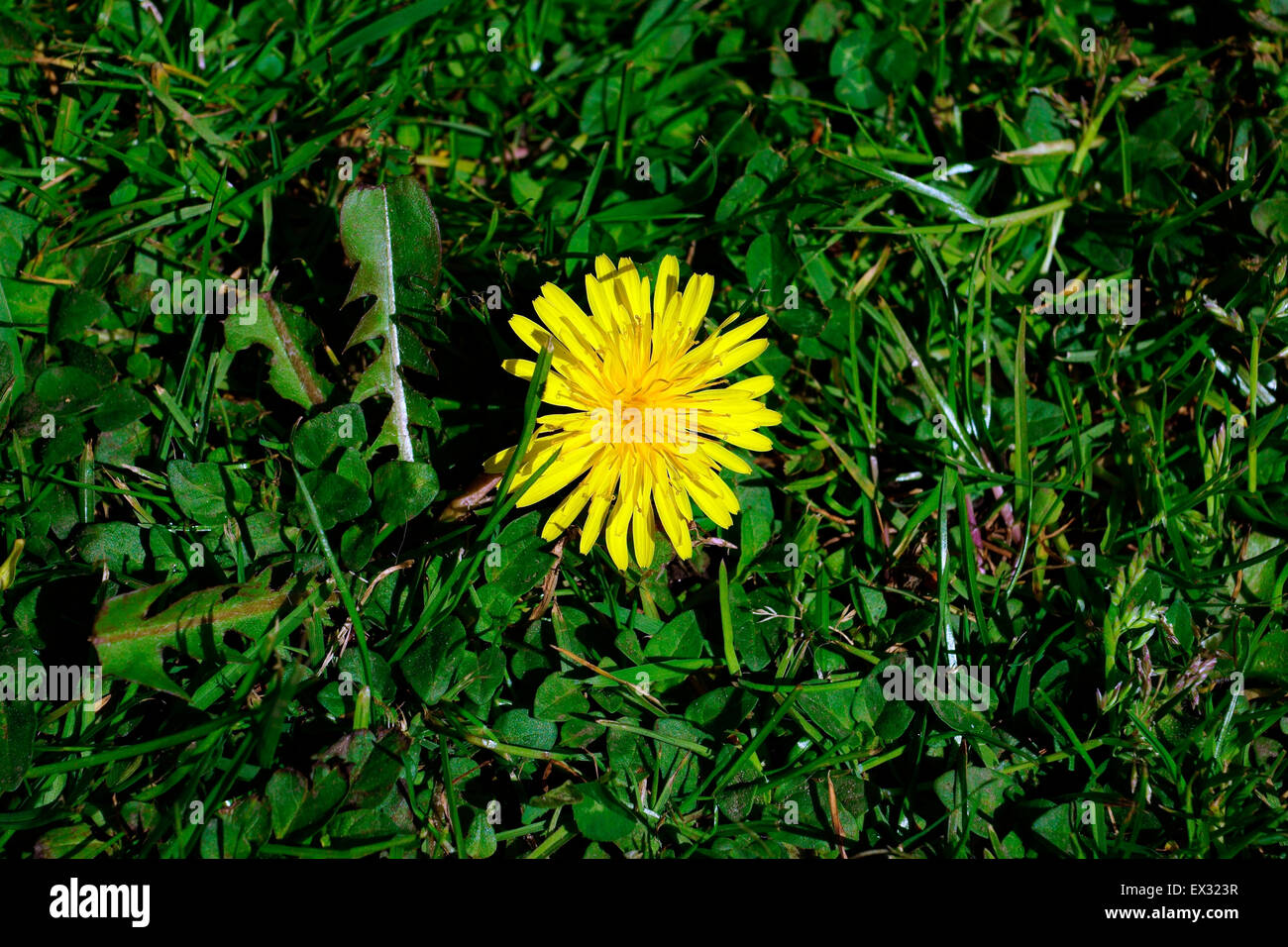 LÖWENZAHN, Stockfoto