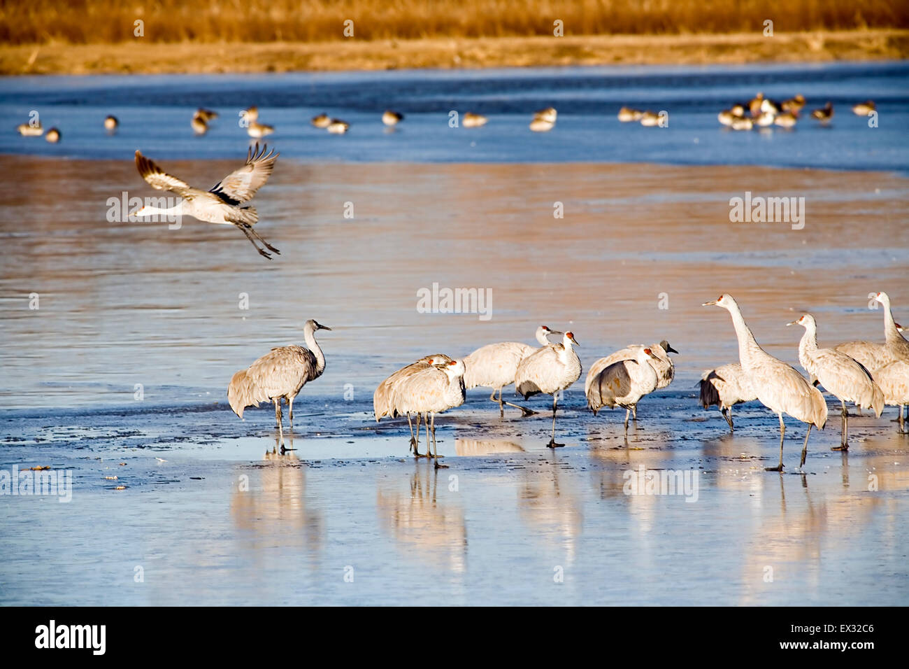 Stehen bis zu vier Fuß hoch und einen Flügel von sechs Fuß oder mehr umfassen, Sandhill Kran ist beeindruckend. Stockfoto