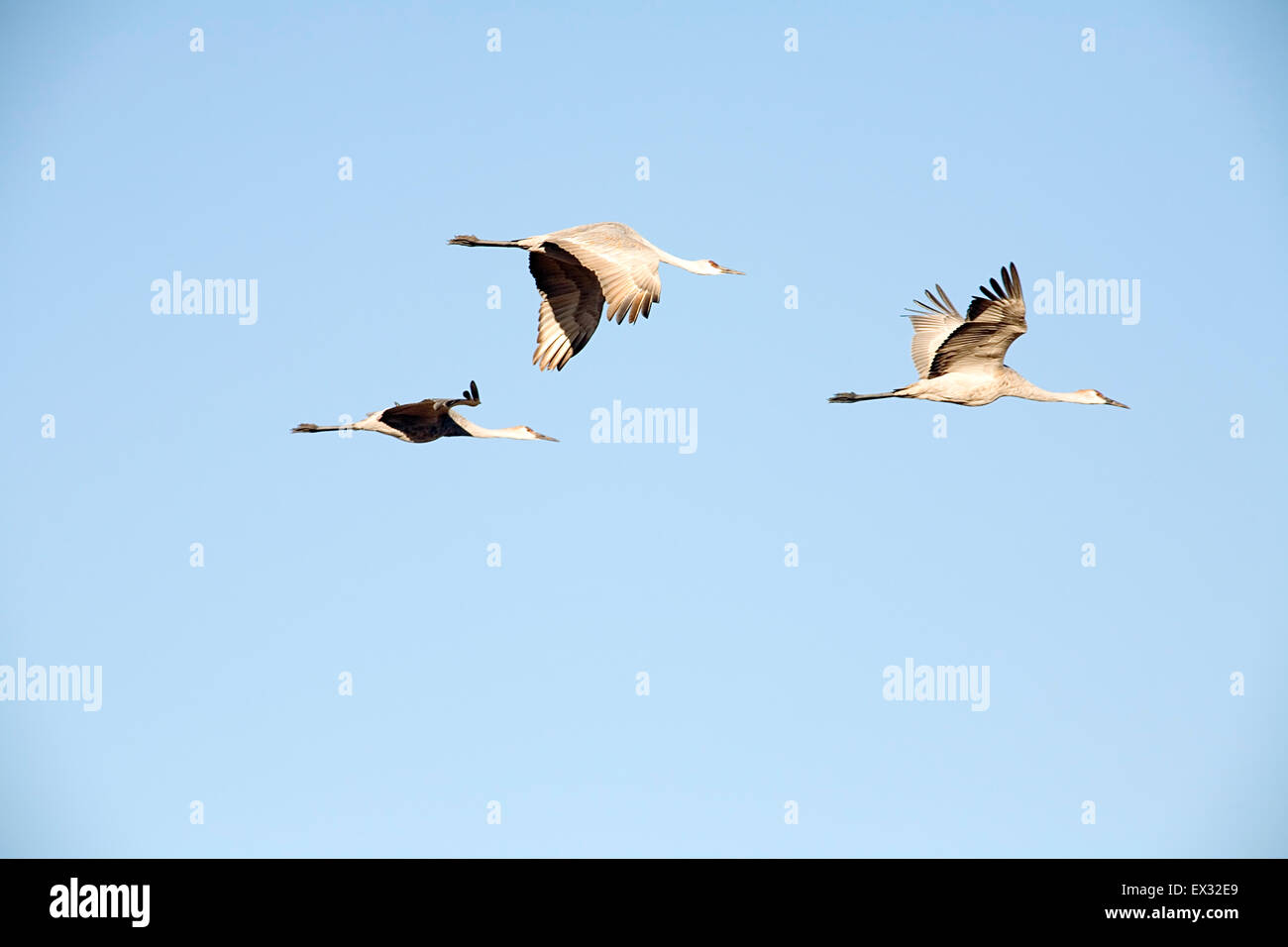 Bis zu vier Füße, groß und mit einer Flügelspannweite von sechs Fuß oder mehr steht der Sandhill Kran beeindruckendsten. Stockfoto