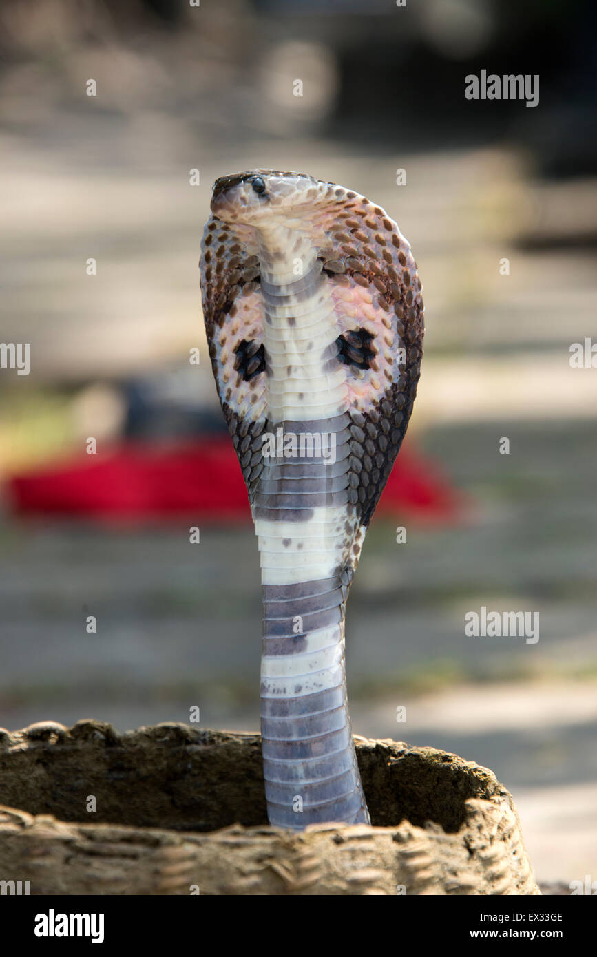 Eine indische Kobra wirft zugunsten der Touristen in den Straßen von Colombo, Sri Lanka.  Die indische co Stockfoto