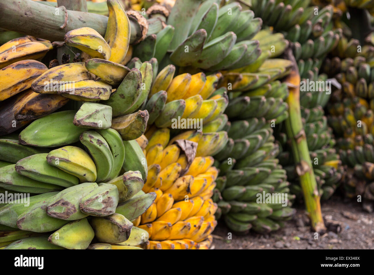 Bananen werden auf dem Markt Tomohon in Sulawesi, Indonesien angezeigt. Stockfoto
