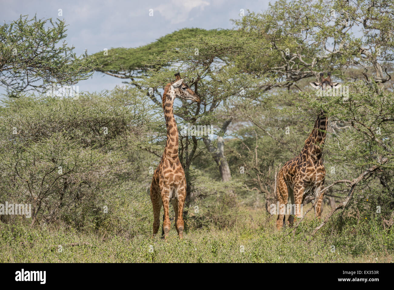 Giraffe in Ndutu Wald, Tansania Stockfoto