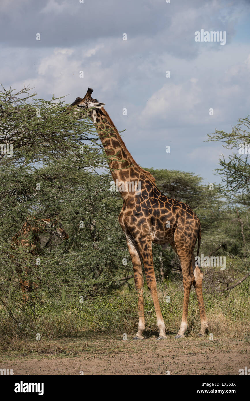 Giraffe in Ndutu Wald, Tansania Stockfoto