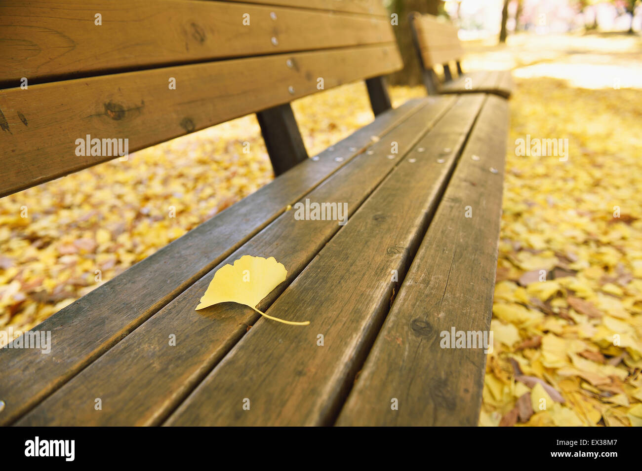 Blatt auf einer Bank im Stadtpark im Herbst gefallen Stockfoto