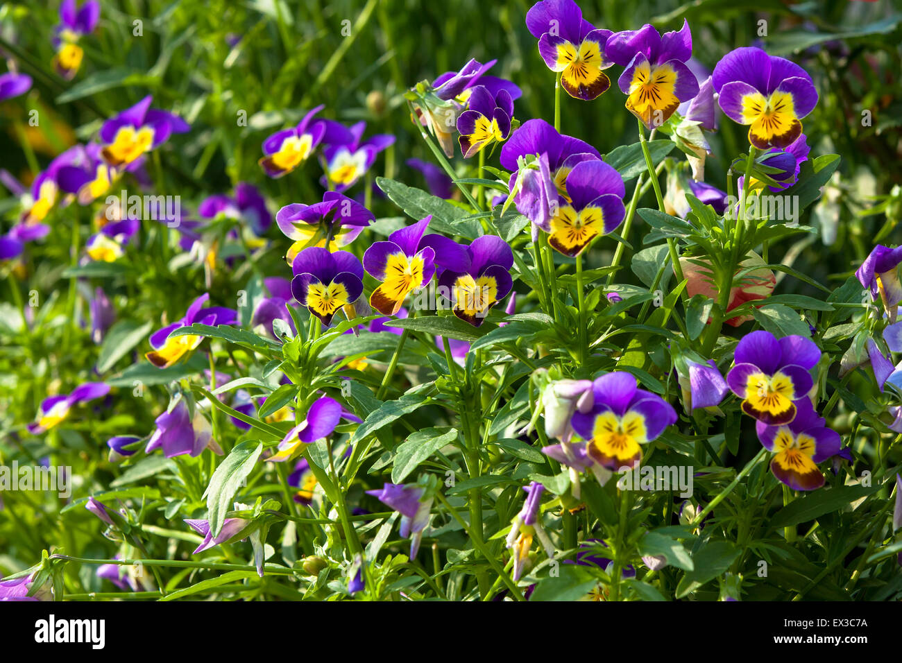 Garten-Stiefmütterchen (Violen, Viola, Viola Tricolor) ist eine Art von  großblumigen Hybridpflanze angebaut als Garten Blume Stockfotografie - Alamy
