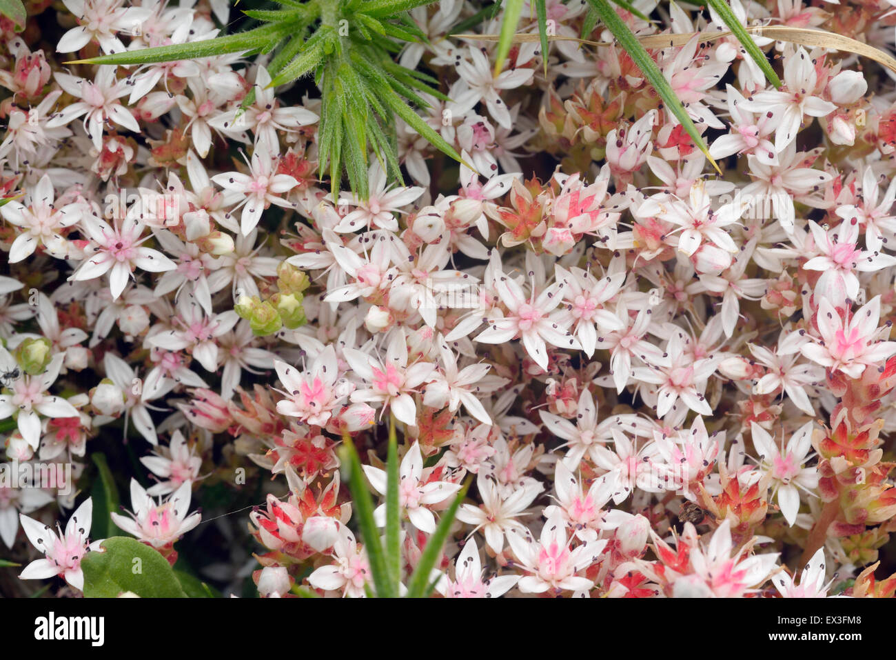 Englische Fetthenne - Sedum Anglicum Moorland & Küsten Blume Stockfoto