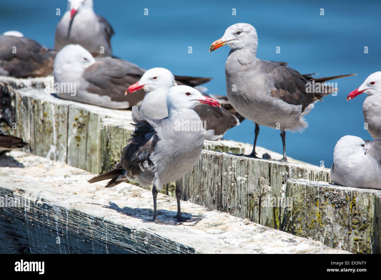 Kolonie von Heermann Möwen auf Washingtons Pazifikküste Stockfoto