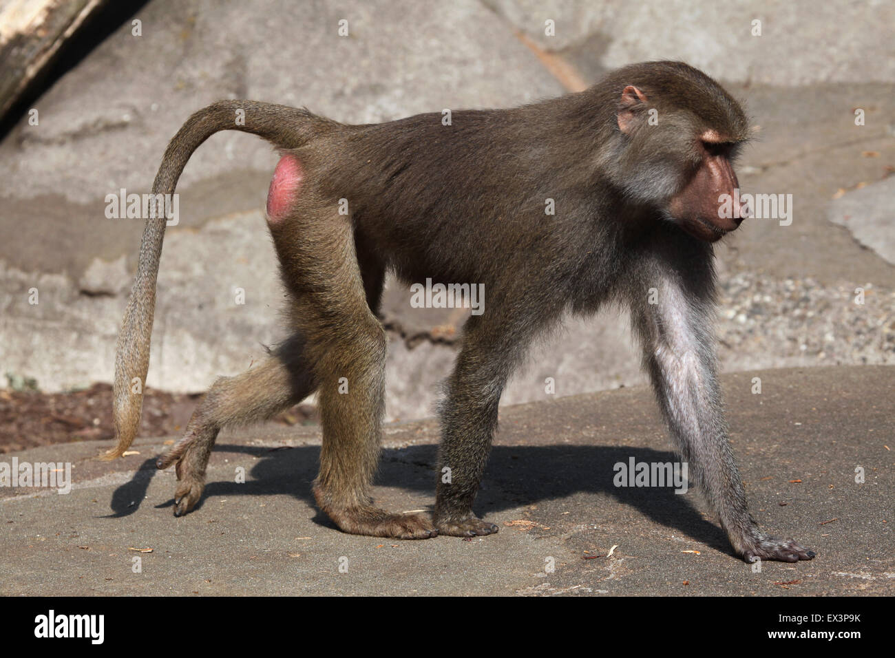 Junge männliche Hamadryas Pavian (Papio Hamadryas) im Frankfurter Zoo in Frankfurt Am Main, Hessen, Deutschland. Stockfoto