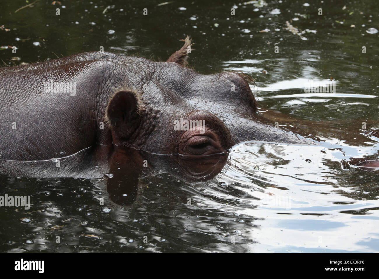 Flusspferd (Hippopotamus Amphibius) Schwimmen im Frankfurter Zoo in Frankfurt Am Main, Hessen, Deutschland. Stockfoto