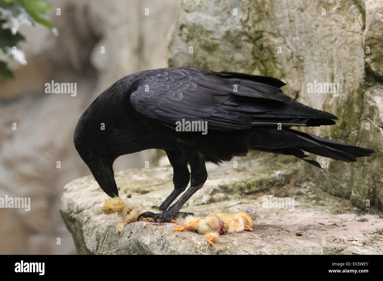 Gemeinsamen Rabe (Corvus Corax) Essen totes Huhn im Frankfurter Zoo in Frankfurt Am Main, Hessen, Deutschland. Stockfoto