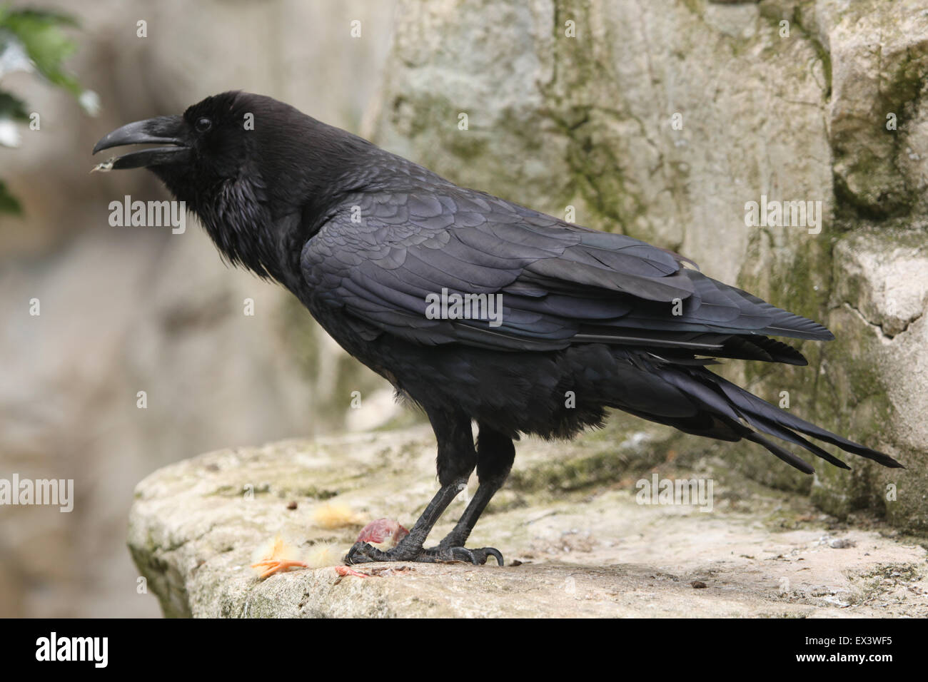 Kolk Rabe Kolkrabe (Corvus Corax) im Frankfurter Zoo in Frankfurt Am Main, Hessen ...