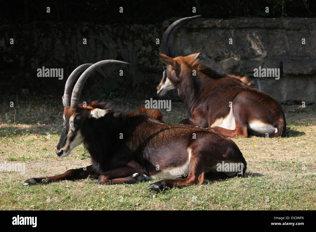 Rappenantilope (Hippotragus Niger), auch bekannt als die schwarze Antilope im Frankfurter Zoo in Frankfurt Am Main, Hessen, Deutschland. Stockfoto