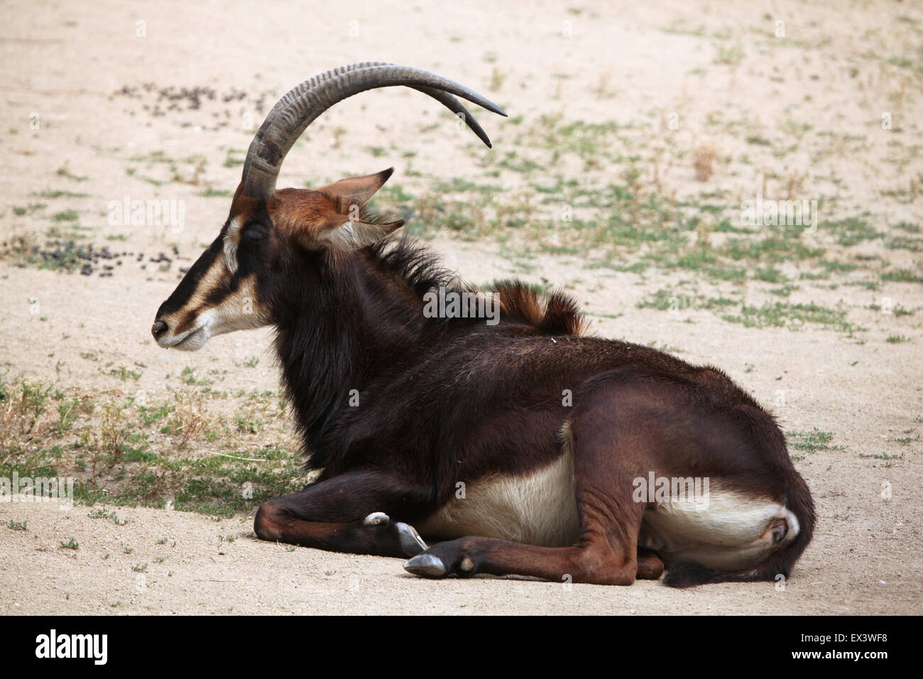 Rappenantilope (Hippotragus Niger), auch bekannt als die schwarze Antilope im Frankfurter Zoo in Frankfurt Am Main, Hessen, Deutschland. Stockfoto