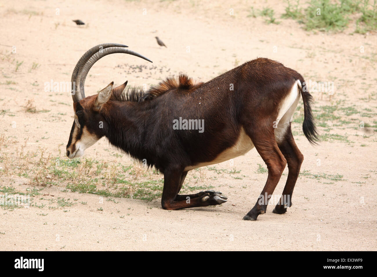 Rappenantilope (Hippotragus Niger), auch bekannt als die schwarze Antilope im Frankfurter Zoo in Frankfurt Am Main, Hessen, Deutschland. Stockfoto