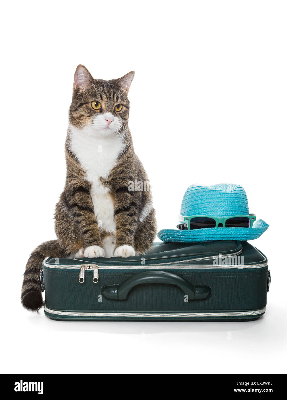 Grau Tabby Katze sitzt auf einem grünen Koffer, isoliert auf weiss Stockfoto