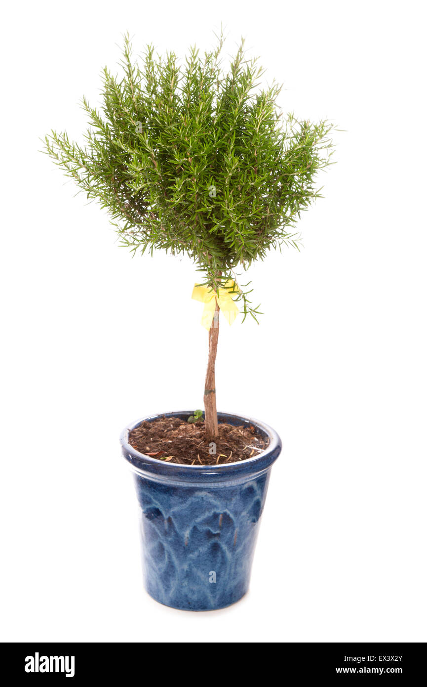 Rosmarin-Baum-Studio Ausschneiden Stockfoto