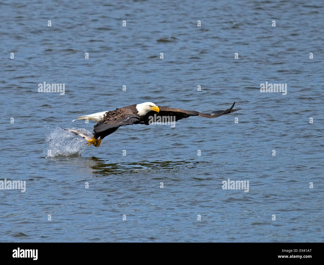 American Bald Eagle Fish Dive Stockfoto