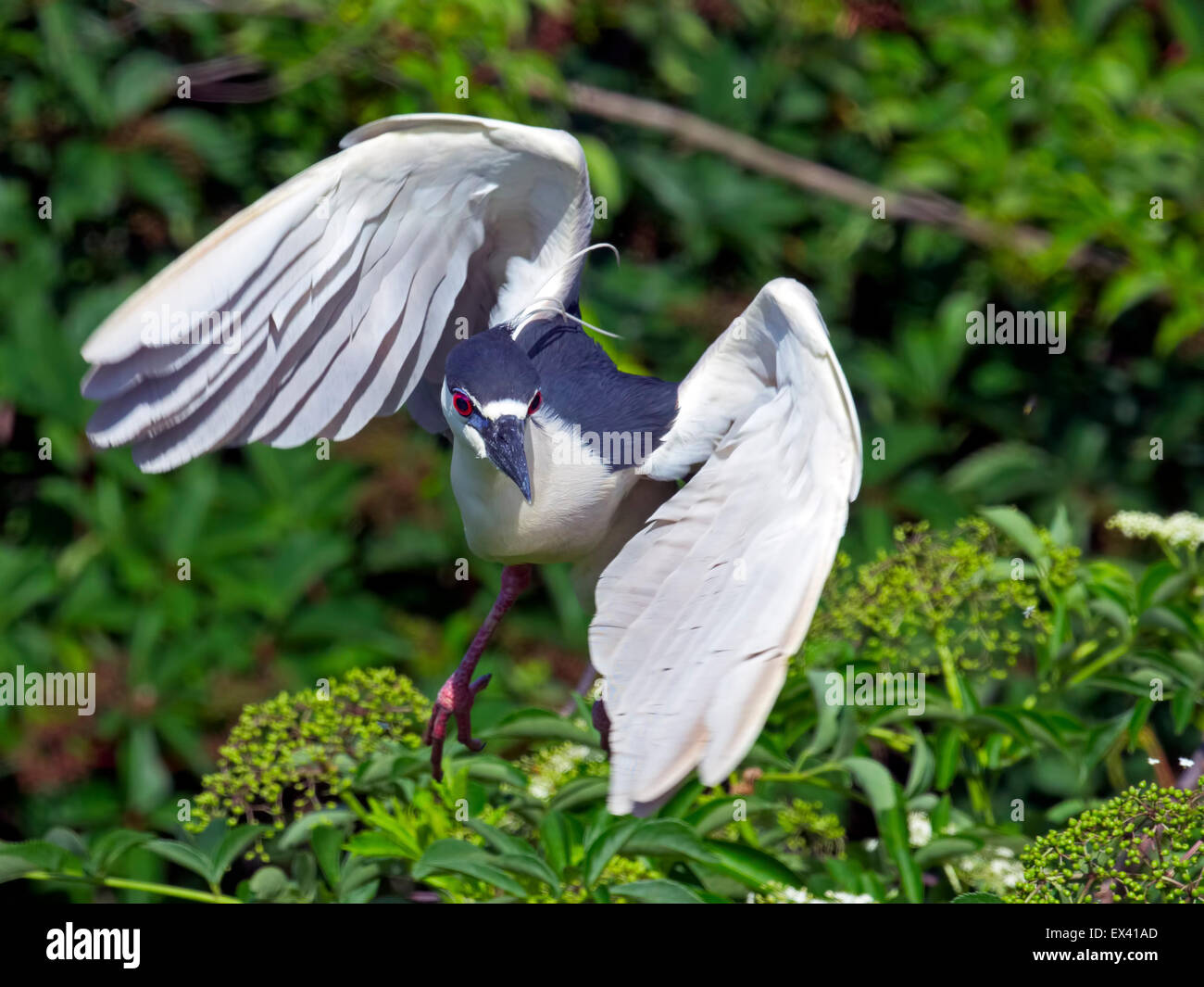 Schwarz-gekrönter Nachtreiher im Baum Stockfoto