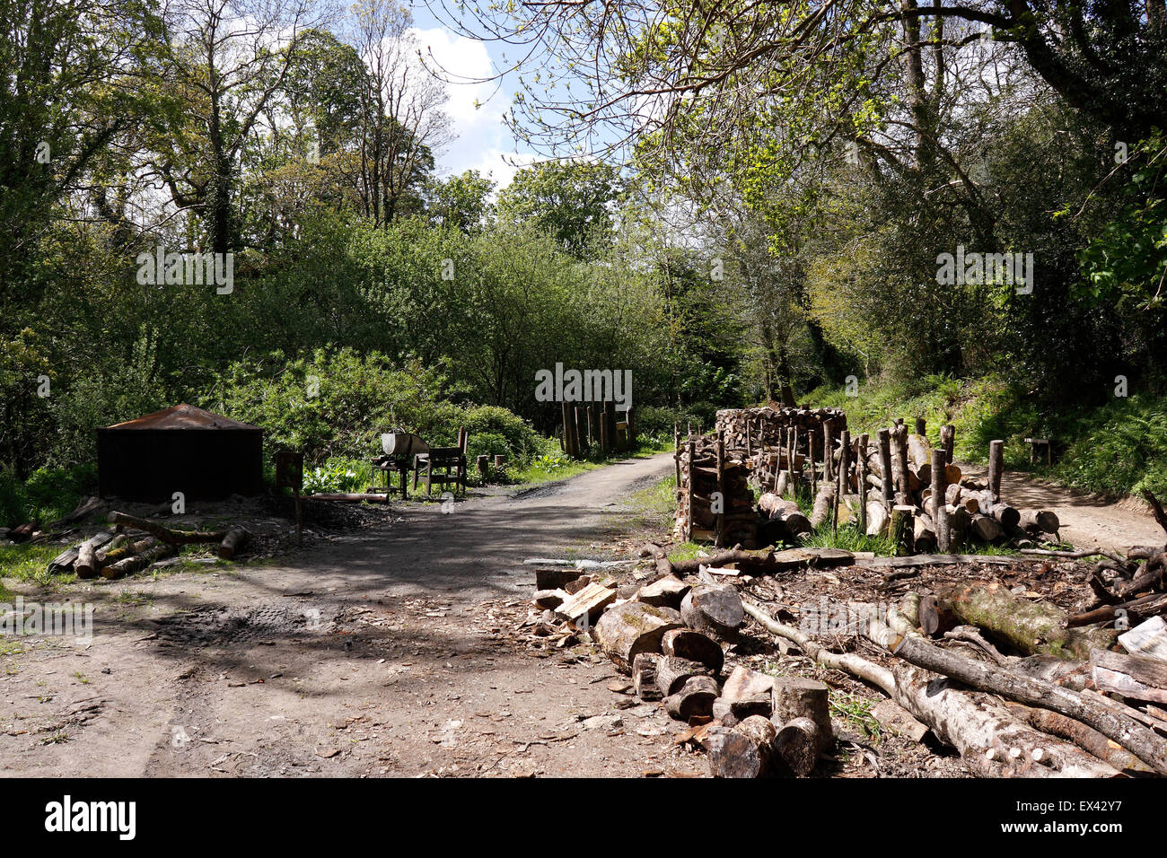 LOST GARDENS OF HELIGAN. CORNWALL. HOLZKOHLE. Stockfoto