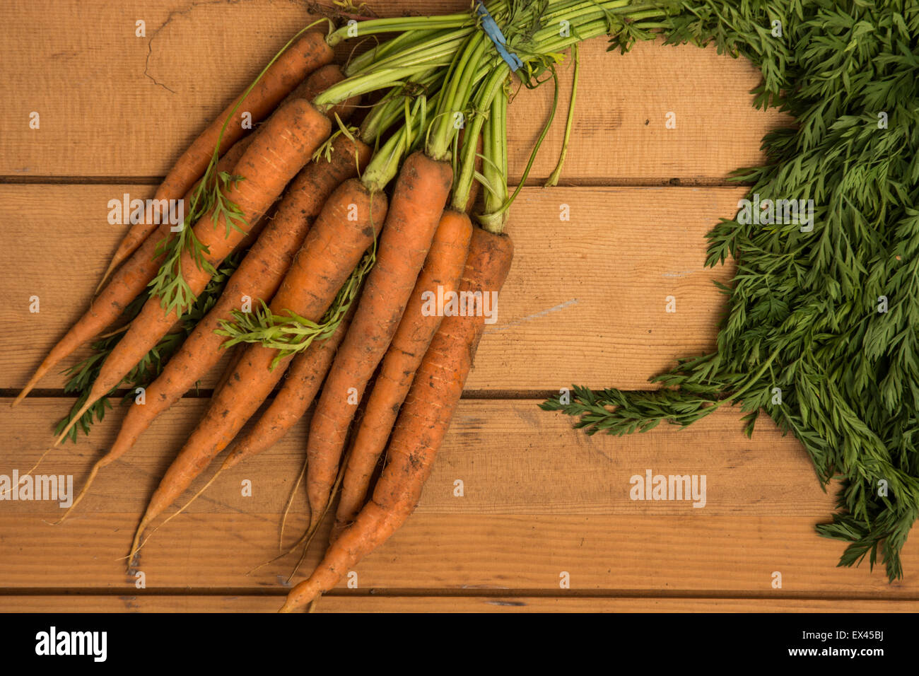 frisch gegrabene Karotten mit ihren Spitzen auf Stockfoto