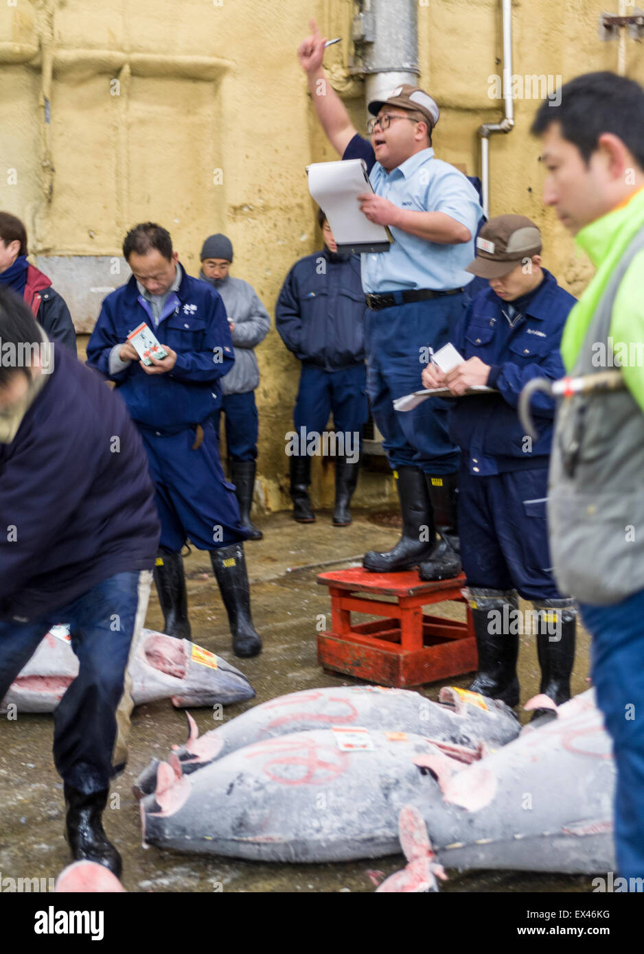 Auktionator und Käufern am frühen Morgen Thunfisch Auktion, Großhandel Fischmarkt Tsukiji, Tokyo, Japan Stockfoto