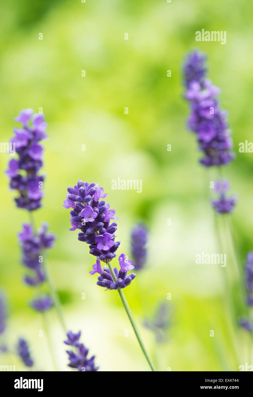 Lavandula. Lavendel Blüte Stockfoto