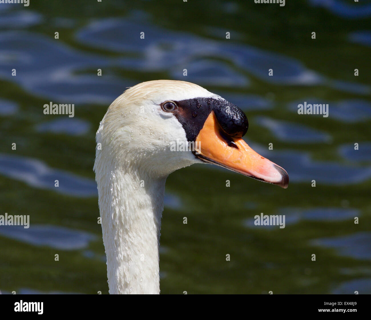 Das Porträt von der stummen männliche Schwan mit dem Wasser auf dem Hintergrund Stockfoto