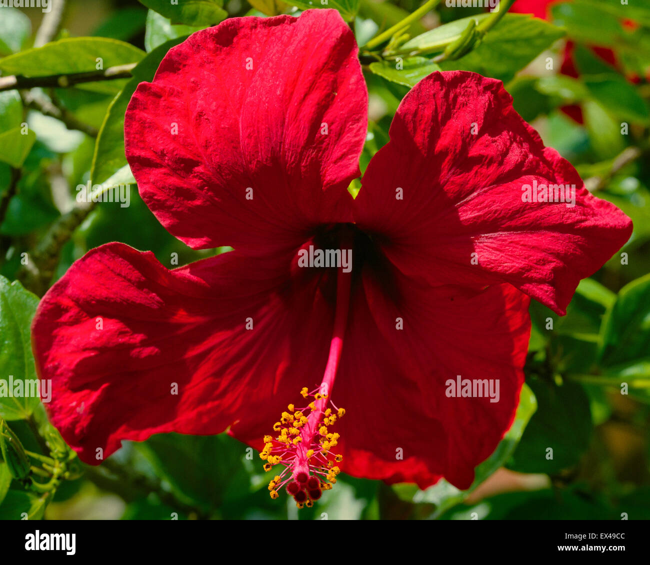 Stieg von China Hibiscus Rosa sinensis Stockfoto