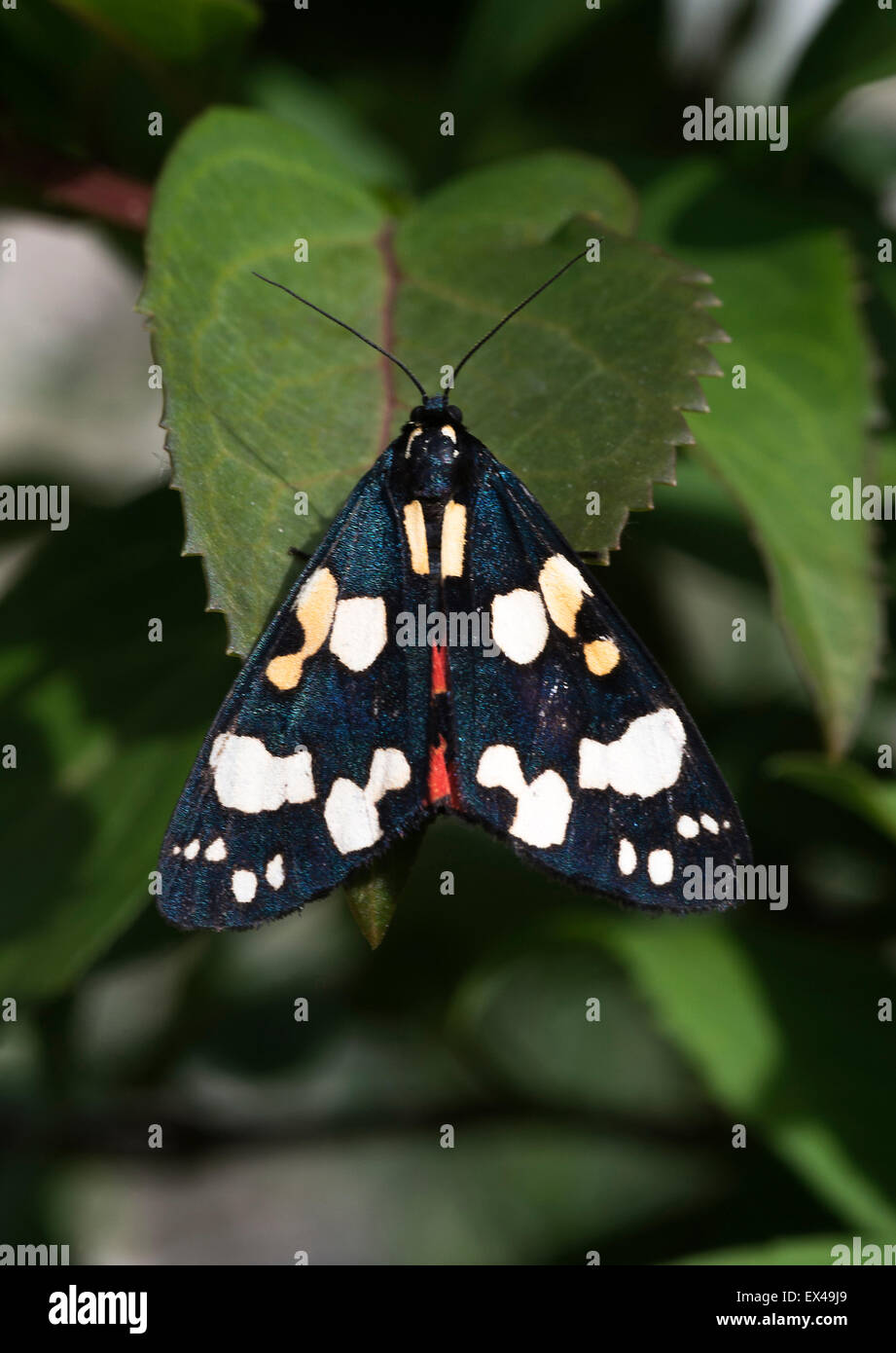 Eine rote Tiger Moth Insekt aalen sich in der Sonne in einem Garten Oxfordshire England Vereinigtes Königreich Großbritannien Stockfoto