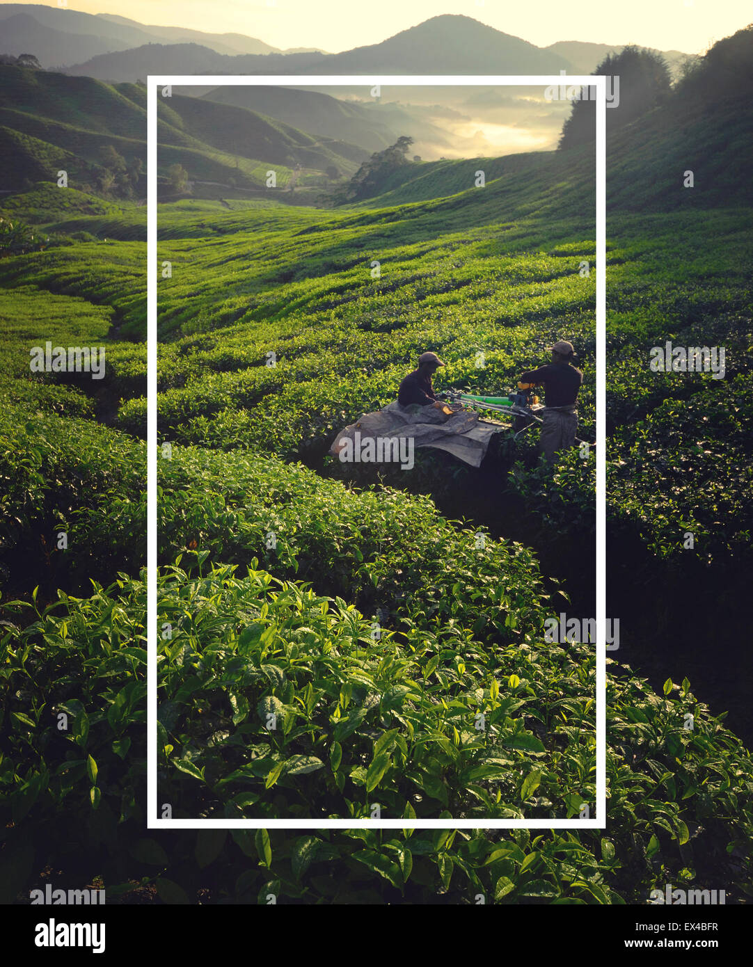 Teepflückerinnen im Morgengrauen landwirtschaftliche Umweltkonzept Stockfoto