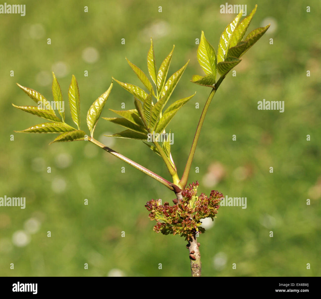 Frische neue Blätter und Blüten der mandschurischen Esche, Fraxinus sogar, Oleaceae. Mandschurei, Japan. Stockfoto