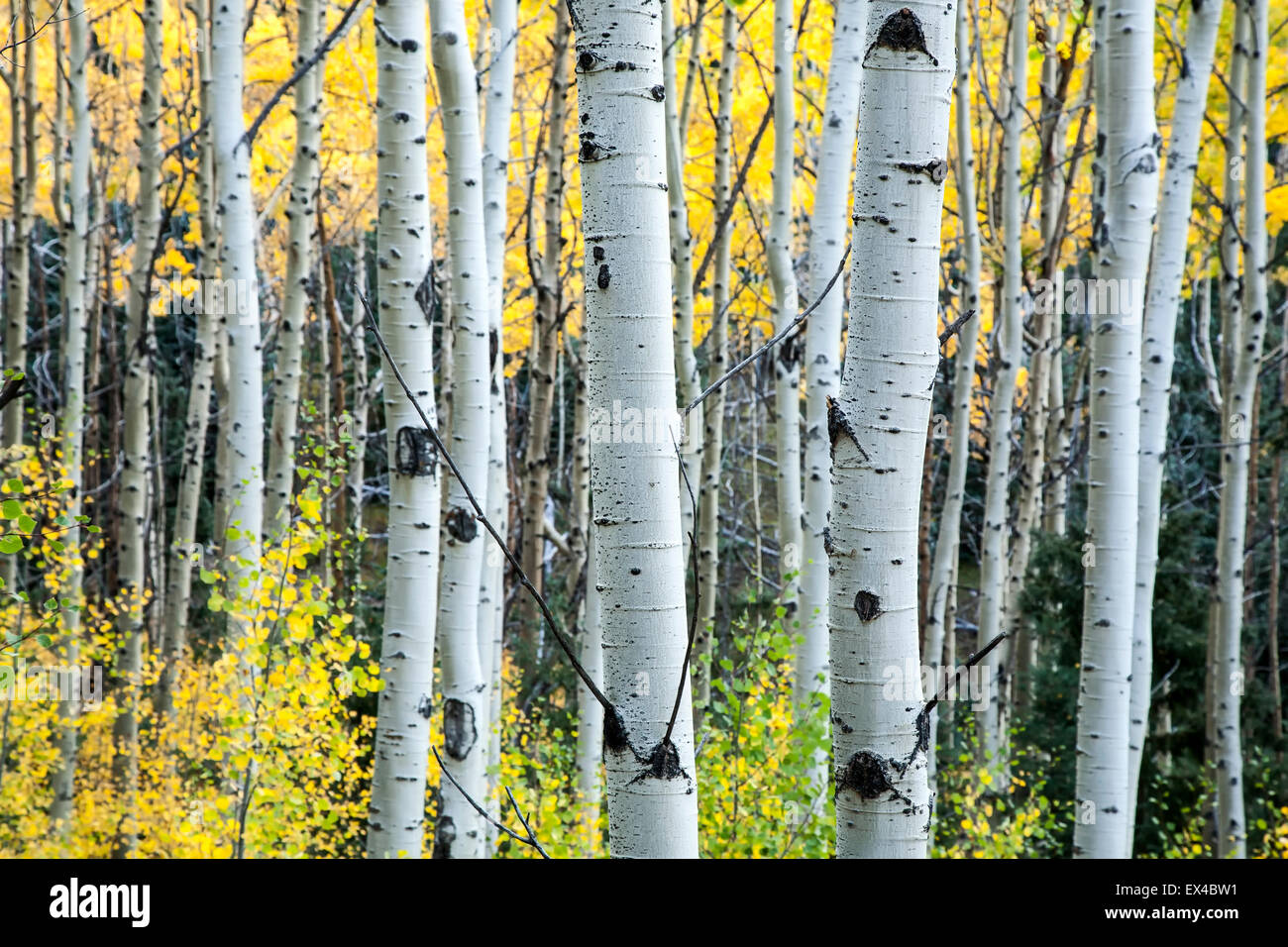 Aspen Baumstämme und Herbstfarben, Aspen Vista Trail, Santa Fe National Forest, New Mexico, USA Stockfoto