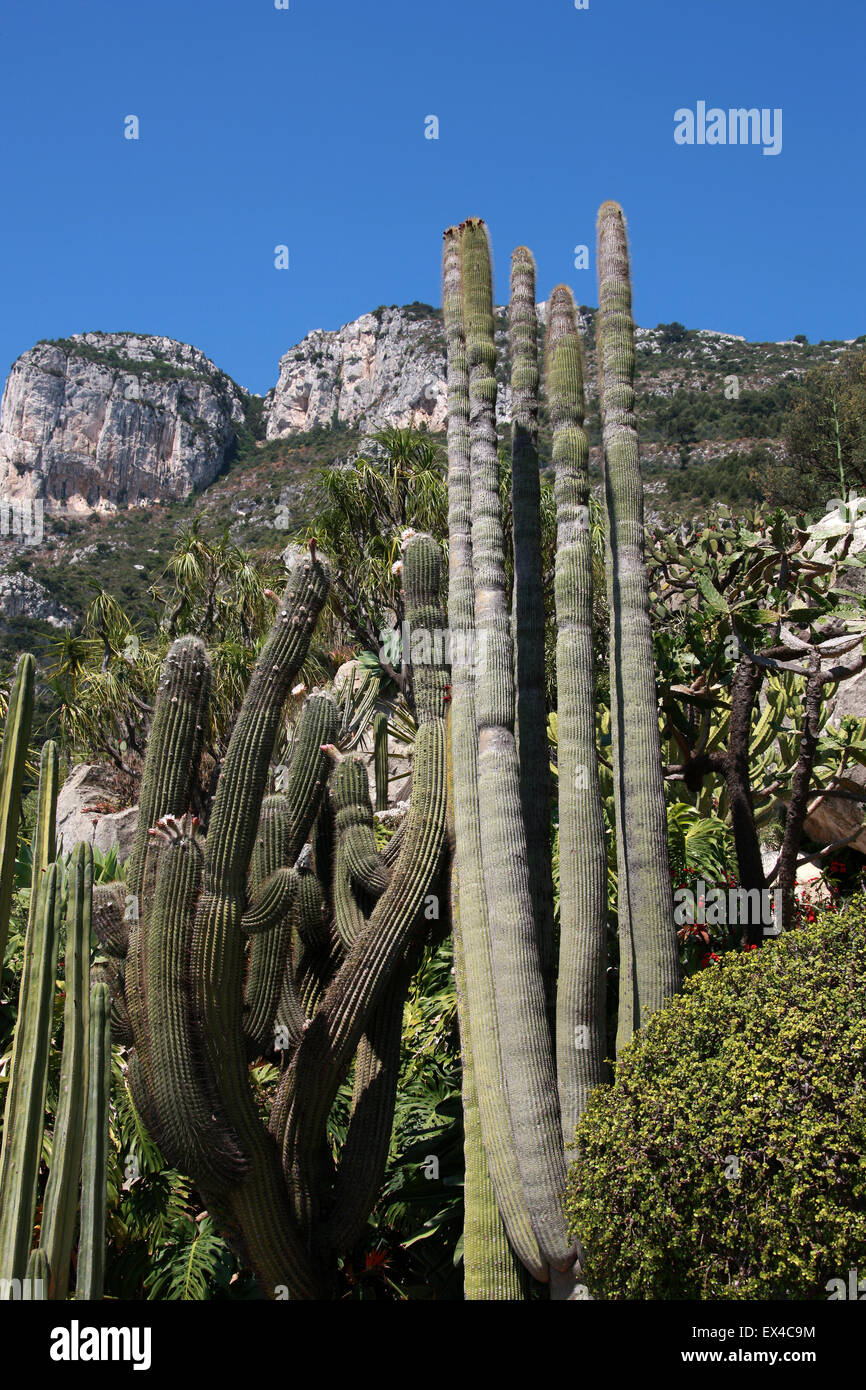 Cereus Kakteen, Monaco botanischen Gärten. Stockfoto